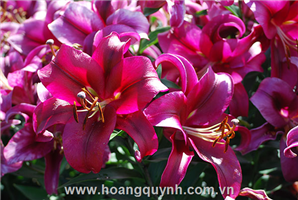 Giống hoa Lily không mùi...