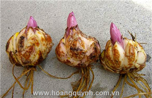 Giống hoa Lily OR thơm...